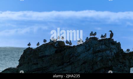 Uccelli su una roccia off-shore in silhouette sul litorale di Kaikoura. Foto Stock