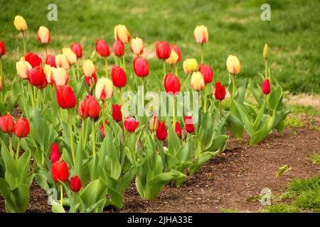 Vista ravvicinata di una piantagione di tulipani rossi e arancioni sull'erba Foto Stock