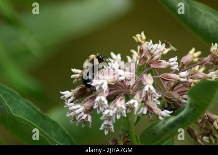Un primo piano di un'ape a cucù quadricrati appollaiato su un'erba mungente comune Foto Stock