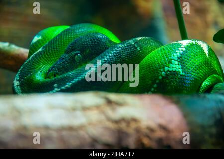 Il primo piano di un serpente di boa di un albero smeraldo sul ramo con il suo occhio fissando la fotocamera Foto Stock