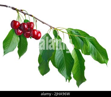 rametto di ciliegia con bacche rosse mature isolate su bianco Foto Stock