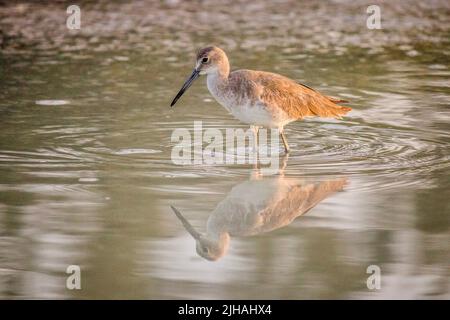 Un primo colpo di un godwit dalla coda nera che guado in un lago Foto Stock