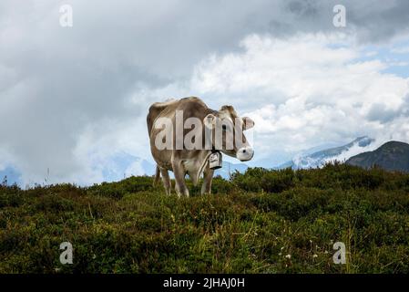 Pascoli liberi della mucca felice sulle Alpi svizzere in estate Foto Stock