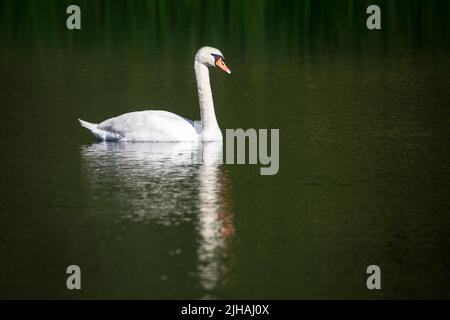 Muto cigno famiglia (Cygnus olor) nuoto in acqua Foto Stock