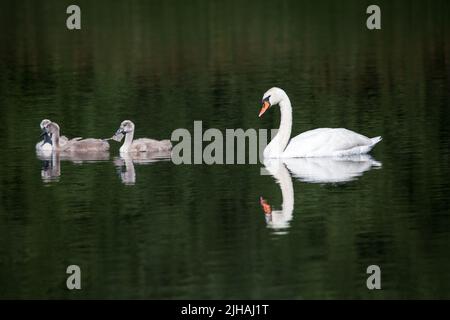 Muto cigno famiglia (Cygnus olor) nuoto in acqua Foto Stock