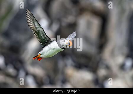 Il puffin torna a casa con il pranzo Foto Stock