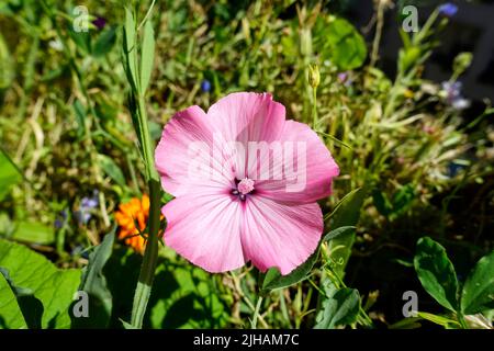 Convolvulus arvensis, il campo bindweed, Germania Foto Stock