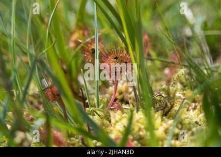 Round-Leaved Sundew (Drosera rotundifolia) con insetti intrappolati su di esso, Borrowdale, Lake District, Cumbria, Regno Unito Foto Stock