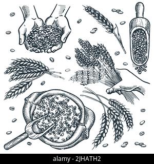 Le mani umane tengono le spighe di grano e grano di cereale. Spikelets di grano isolato su sfondo bianco. Illustrazione vettoriale dello schizzo disegnata a mano. Set di disegno di cibo Illustrazione Vettoriale