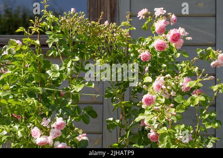 Bella rosa nostalgica rosa in un giardino. Rosa miscela grande-fiorito climber. Arrampicata rosa Jasmina Foto Stock