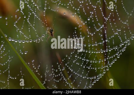 macro fotografia naturalistica, gocce d'acqua sulla rete di un ragno con il suo ragno al centro. bellezza selvaggia. temi animali Foto Stock