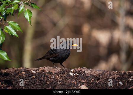 Bella primavera immagine di Blackbird Parus maggiore uccello in foresta paesaggio impostazione Foto Stock