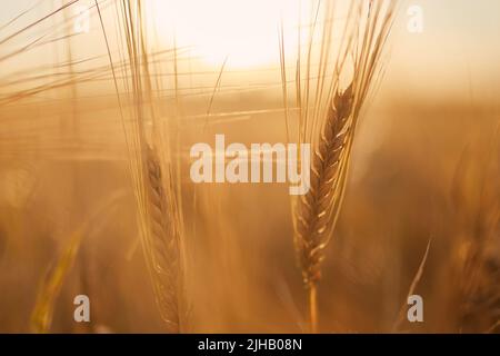 Primo piano di orzo. Pianta di cereali su campo agricolo al tramonto d'oro. Foto Stock