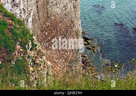 Le gannette nidificano sulle scogliere di Bempton sulla costa dello Yorkshire Foto Stock