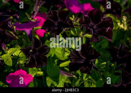 Bellissimi fiori rosa e viola scuro di petunia che crescono nel giardino Foto Stock