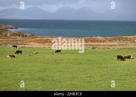 Isola di Gigha. Ebridi interne. Argyll e Bute. Scozia. REGNO UNITO Foto Stock