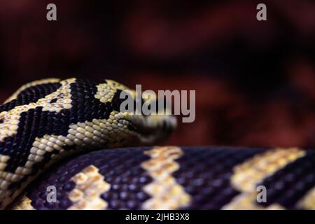 Un primo piano di un python di tappeto giungla (Morelia spilota cheynei) Foto Stock