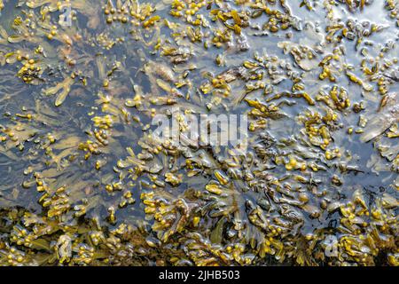 Alghe marine (Fucus vesiculosus) nel Mar Baltico sulla costa tedesca Foto Stock