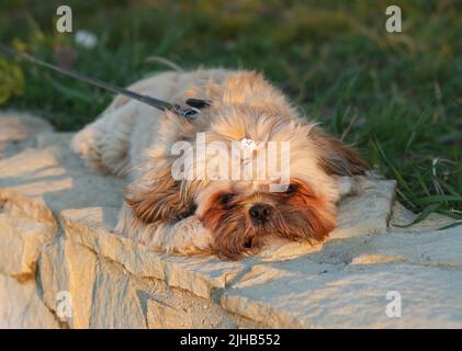 Il bellissimo Little Yorkshire si trova al sole all'aperto Foto Stock