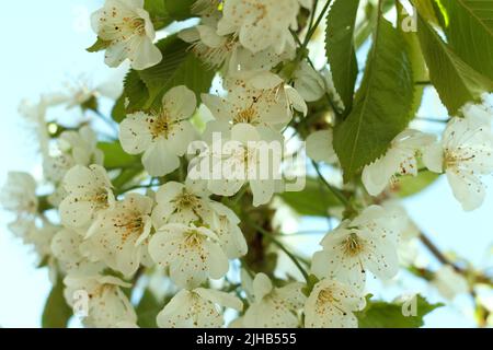 Sfondo colorato in fiore di ciliegia primaverile da vicino Foto Stock