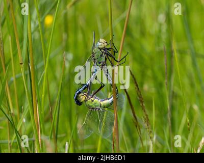 Imperatore Dragonflies (Anax imperator), accoppiamento. Shropshire Foto Stock