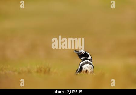 Pinguino magellanico in erba in un pomeriggio di sole nelle Isole Falkland. Foto Stock