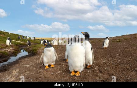 Gruppo di pulcini pinguini Gentoo nelle Isole Falkland. Foto Stock