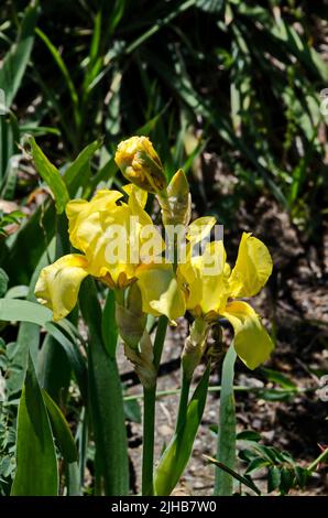 Vista del fiore giallo iride fioritura in primavera, Sofia, Bulgaria Foto Stock