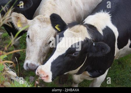 Facce di due giovani vitelli in un campo a Exmoor, North Devon, England (UK) Foto Stock