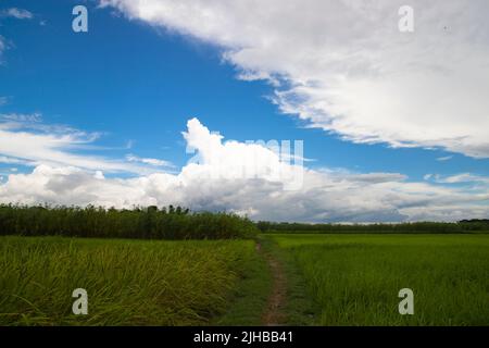 Bellissimi campi di riso verdi con cieli nuvolosi contrastanti Foto Stock