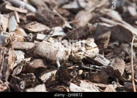 Woodchip rosso in pieno sole. Truciolo di legno è usato per spargere intorno alle piante di giardino per sopprimere le erbacce, mantenere le radici calde in Inverno, e piante di alimentazione come Foto Stock