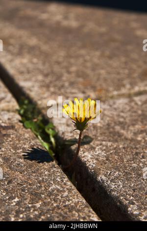 Erba da giardino in crepa/gap/join in pietre da pavimentazione Foto Stock