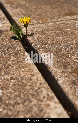 Erba da giardino in crepa/gap/join in pietre da pavimentazione Foto Stock