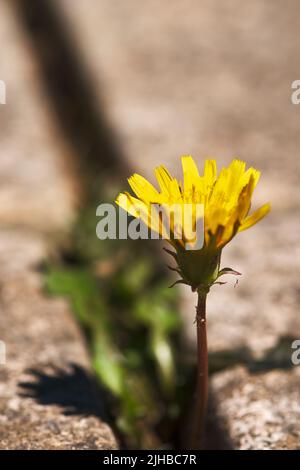 Erba da giardino in crepa/gap/join in pietre da pavimentazione Foto Stock