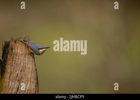 Eurasian nuthatch sitta europaea su perch ISOLATO DALLO SPAZIO DI COPIA DI SFONDO Foto Stock