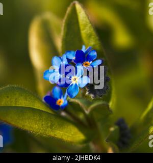 Primo piano di Forget-me-Not (Myosotis sylvatica) e lussureggianti foglie verdi in primavera Foto Stock