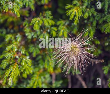 Alpine Pasqueflower (Pulsatilla alpina) con le sue caratteristiche teste di seme setose e pelose (acheni) Foto Stock