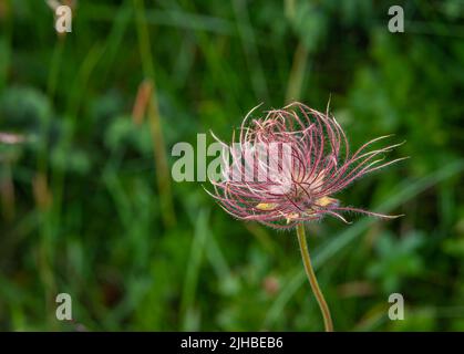 Alpine Pasqueflower (Pulsatilla alpina) con le sue caratteristiche teste di seme setose e pelose (acheni) Foto Stock