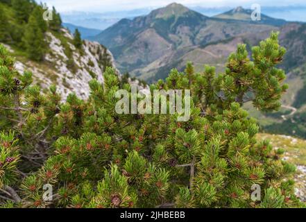 Il Pinus mugo è un coniatore arbusto con un cuscinetto prostrato e attorcigliato. Dolomiti, Nord Italia. Pino di montagna (Pinus mugo). Foto Stock