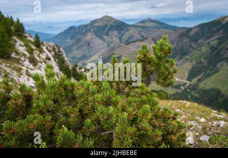 Il Pinus mugo è un coniatore arbusto con un cuscinetto prostrato e attorcigliato. Dolomiti, Nord Italia. Pino di montagna (Pinus mugo). Foto Stock