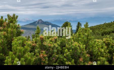 Il Pinus mugo è un coniatore arbusto con un cuscinetto prostrato e attorcigliato. Dolomiti, Nord Italia. Pino di montagna (Pinus mugo). Foto Stock