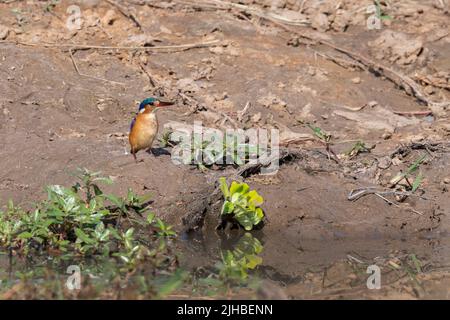 Zambia, Parco Nazionale di Luangwa Sud. Malachite Kingfisher (Crisata di Corythornis) Foto Stock