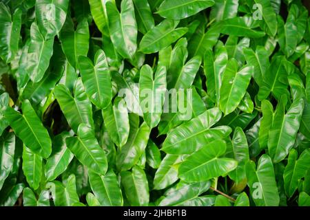 Tropicale verde foglie pianta per texture sfondo. Foto Stock