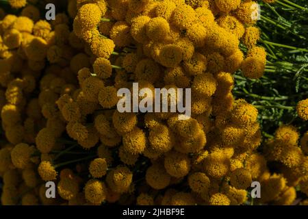 Primo piano con fiori a forma di palla giallo Craspedia e luce naturale e ombra variegate e illuminate. Foto Stock