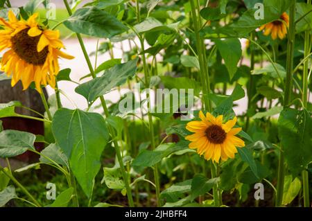 Aspetti colorati di rami di alberi di mela e girasoli. Foto Stock