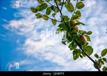 Aspetti colorati di rami di alberi di mela e girasoli. Foto Stock