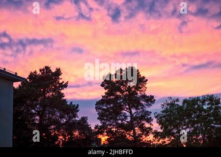 Aspetti colorati di rami di alberi di mela e girasoli. Foto Stock