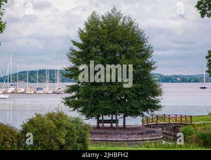 Aspetti colorati di rami di alberi di mela e girasoli. Foto Stock