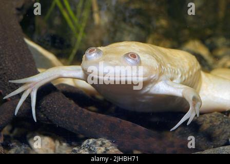 Rana africana argentata, Xenopus laevis. I primi organismi da clonare. Ha partecipato a tre missioni di navetta spaziale. Vive permanentemente in acqua. Foto Stock