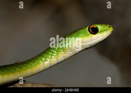 Il serpente verde di Batterby, Philothamnus battersbyi, da Masai Mara, Kenya. Foto Stock